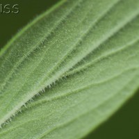 Hairy St John's-wort